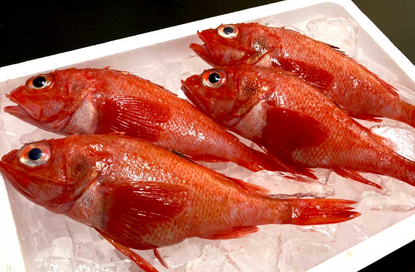 北海道日高産 高級魚キンキン活〆 めんめ キンキ キチジ 各300g前後 送料込み 商品一覧 鮭 いくら 北海道食材の通販サイト マルデンマート