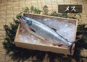 【期間限定】日高産 “銀聖”生鮭メス1尾〈冷蔵〉