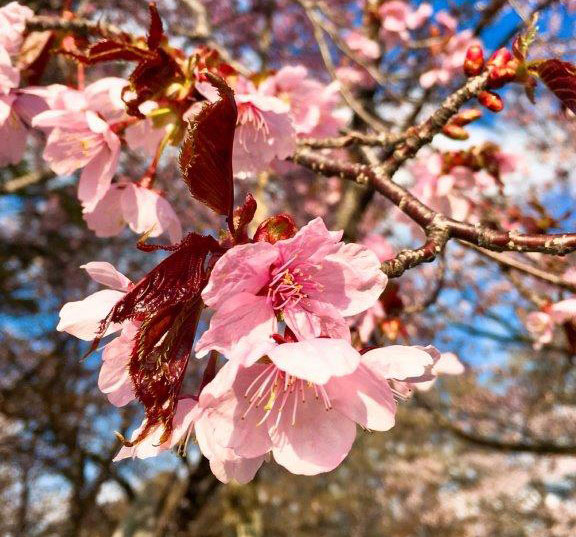 えりもの桜