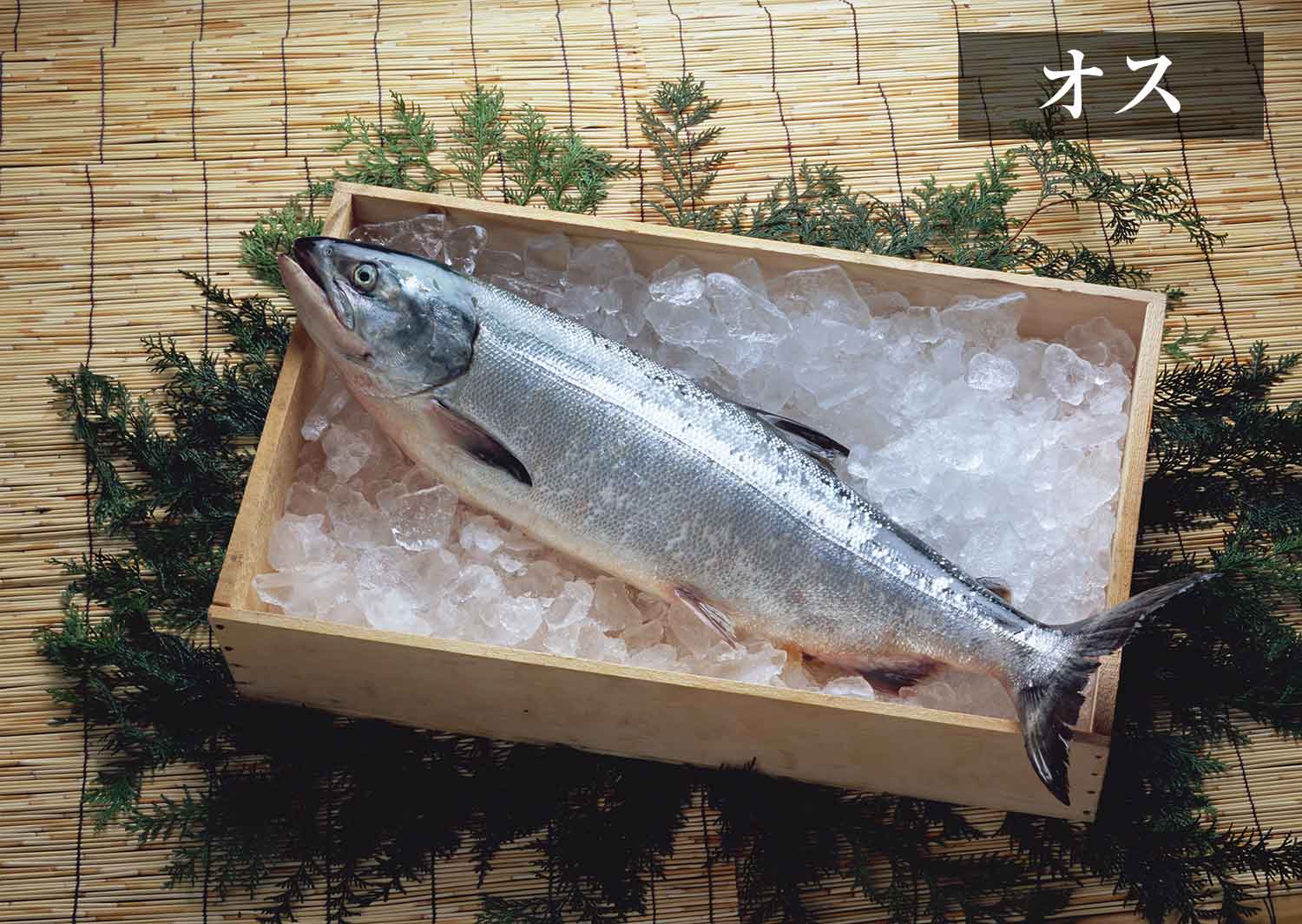 期間限定】日高産　鮭・いくら・北海道食材の通販サイト｜マルデンマート　“銀聖”生鮭オス1尾〈冷蔵〉　鮭